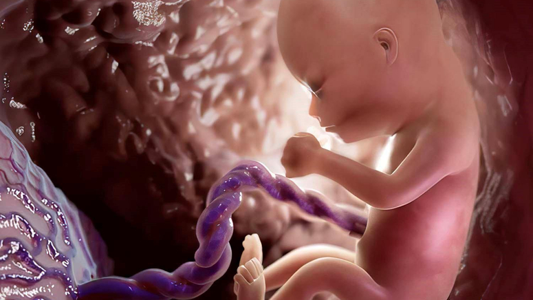 Overview of the First Trimester of Pregnancy.jpg